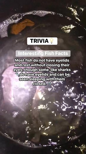 Something Fishy on Reels