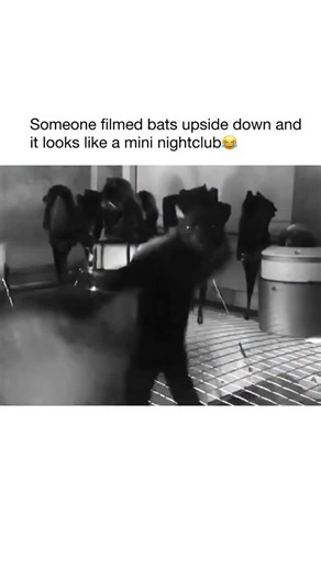 music | This is awesome🦇 #bats #explore #reels #viral #trending #funny #meme | Instagram