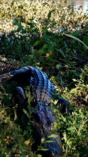 Justin Chiasson on Instagram: "This is it. The last ride of Taste of the Swamp. Mud on the boots, adrenaline in the air, and one unforgettable gator hunt to close out the season. From the first cast to the final bite, this series was raw, real, and straight from the swamp. Would you want to experience a gator hunt like this? Wanna see more next season? Drop it in the comments 👇🔥🐊 #TasteOfTheSwamp #GatorHunt #SwampLife #Louisiana #Outdoors #HuntingSeason #FromTheSwamp #FinalEpisode"