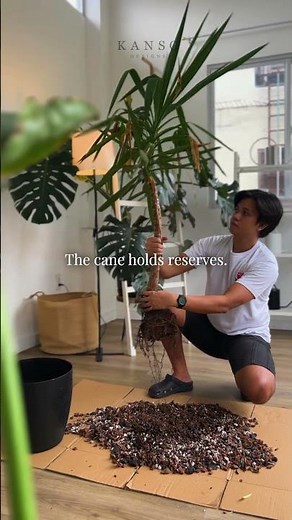 Stop Overwatering Your Yucca tree 🤯