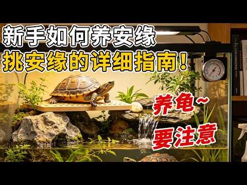 How do beginners care for *Sternotherus odoratus* (Common Musk Turtle)?