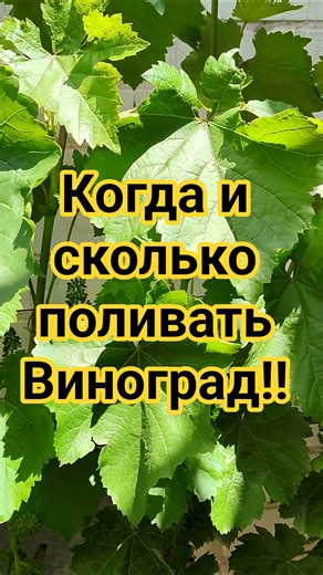 Как, когда и сколько поливать Виноград!