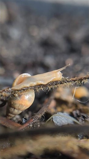 S26 ultra + Lente macro. 🐌 #android #smartphone #s26u