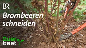 Wer beim Beerenobst regelmäßig zur Schere greift ,wird belohnt. Denn richtig geschnittene Sträucher bilden größere und aromatischere Früchte aus. Wie der Schnitt bei Brombeeren funktioniert, seht ihr im Video: | Querbeet