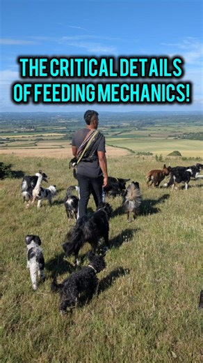 Teaching Feeding Mechanics — The Missing Piece in Dog Training 🐾 One of the most overlooked foundations in dog training is teaching feeding mechanics — how the dog interacts with the food and how we deliver it. We often jump straight into using food as a lure or for shaping… but without clarity, that can actually create confusion and fallout. The dog doesn’t fully absorb what we’re teaching because they’re not yet fluent in how to engage with the reward itself. Teaching your dog: ✨ How to take 