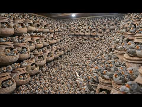 Inside My 300+ Finches Breeding Farm | Active & Healthy Zebra Finches Full Tour