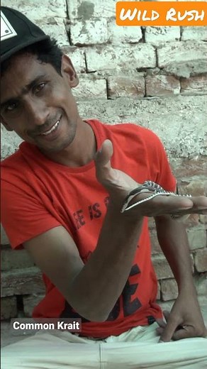 Common Krait Deadliest Snake Of Asia