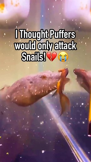 puffer fish vs goldfish!😭 | Albert's Guppy Adventure