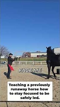 Leading a Runaway Horse: Focus and Respect #shorts