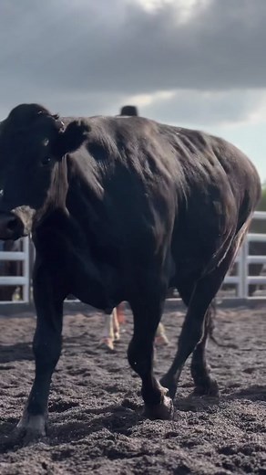 Sponsored Rider @Jessie Britton and stud TRD with their winning ride in the Ladies Draft at the County of Cumberland Campdraft 🌾🔥 #campdraftaus #westernstyle #westernmedia #campdraftingaustralia #1805media
