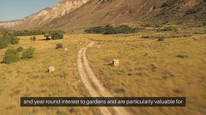 Ornamental Grasses For Landscape Design