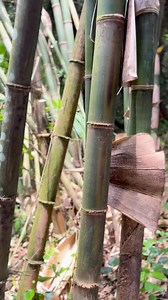 9.8K views · 2.5K reactions | Do you know how many bamboo species...