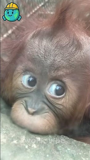 Amazing Animals Transformation🔥💀 From Small To Big 💀