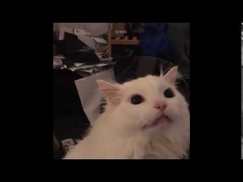 white cat meowing meme