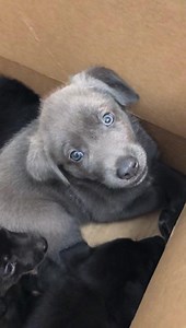 26K views · 147 reactions | ***UPDATE ALL LAB PUPS HAVE BEEN ADOPTED**** Come pick you up a cute lab/retriever pup! They just came in and need to find their forever home ❤️ | Humane Society of Greenwood, SC | Facebook