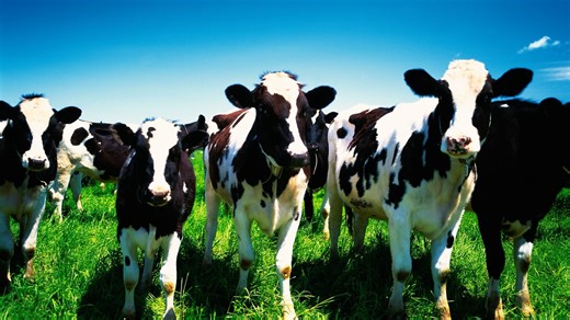 The Japanese farm turning cow manure into hydrogen fuel