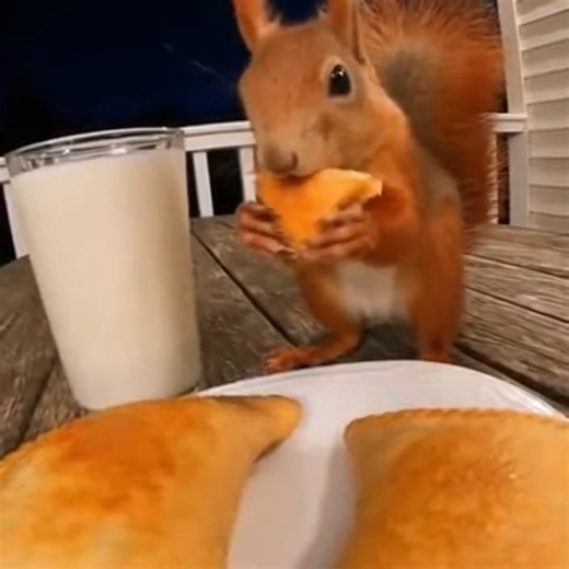 Baby beats | Savory or sweet? This squirrel said, 'I'll take both!' 🤣 The ultimate picnic crasher.#SquirrelLife #FunnyAnimals #FoodieSquirrel #ParkVibes... | Instagram