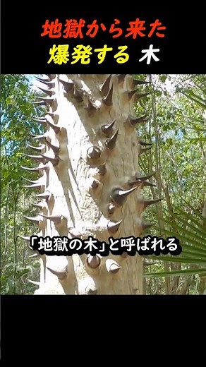 地獄から来た爆発する木