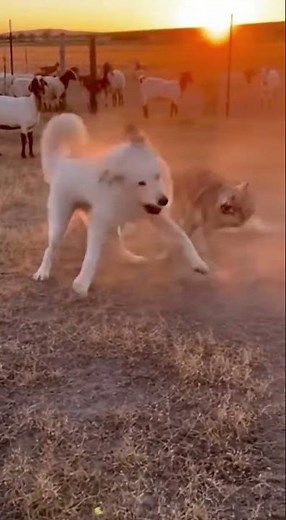 Akbash: Guardian of the Texan Range