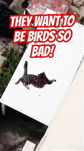 Why Don’t Cats Take Fall Damage?