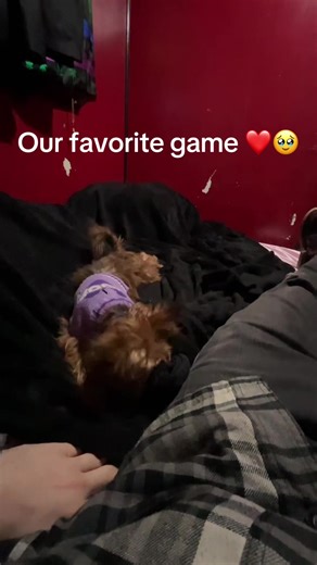 Arlo's Playful Blanket Pouncing