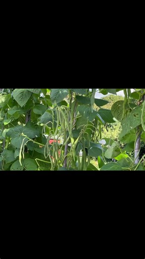 Runner Bean Harvest — White Lady Variety#shorts
