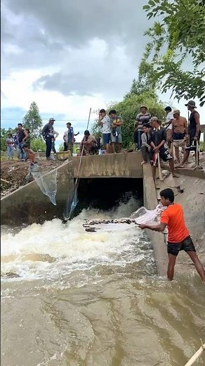 Real Life 100% Cast Net Fishing Under The Dam At Countryside (Part 1806) #fishing #fish #new