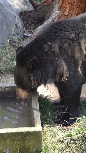 American Black Bear: Not Always Black! 🐻 | Amazing Wildlife