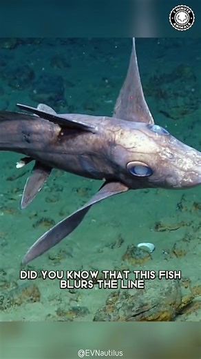 Chimaera 🐟 The GHOST Shark! This eerie deep-sea fish glides through the dark with pale skin and haunting eyes. It’s related to sharks but looks nothing like one, almost like a swimming phantom. You won’t believe the strange spike hidden on its back! #wildlife #nature #animalfacts #animalvideos | 1 Minute Animals