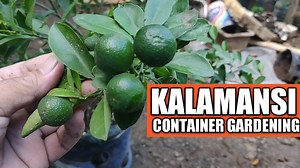 730K views · 10K reactions | Paano magtanim at magparami ng kalamansi sa container - Air Pruning. For more videos about simplified Farming tips, solutions and ideas just visit our youtube channel "Agri-nihan". Recent videos on Agri-nihan YouTube channel: Organic fertilizer alternative for urea and potash. | Agrinihan | Facebook
