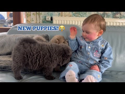 BABY DAISY MEETS NEW CHOW PUPPIES!😭💖. [CUTEST REACTION EVERRR!!]