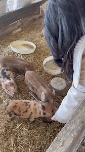 Create lifelong memories with your family at Old Windmill Farm, Lancaster PA's authentic working Amish farm experience. | Discover Lancaster