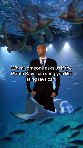 Snorkeling with Manta Rays in Hawaii: A Safe Adventure