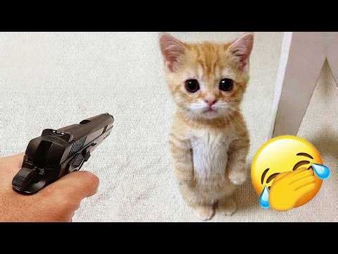 Funniest Cats and Dogs of The Year 2025😼🐶You Won’t Stop Laughing😜