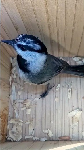 Mountain Chickadee checks out this nest again 🪹🔍 #wildlife #birdwatching #nature #birdhouse #birds