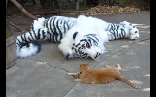 【quadsuit/纯兽装】老虎的吸猫小剧场