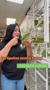 1.3K views · 15K reactions | Periquitos de media luna #petshopmodesto #canelapetshop #pajaros #birds #periquito #fyp #209 #parati #fypシ #viral #pajaro #perico #pericos #cotorro #cotorrito #conure #conures #modesto #california #reel #like | Canela Petshop | Facebook