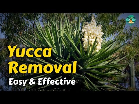 How to Get Rid of Yucca Plants | How can you kill a yucca | Easy & Effective Ways to Remove Yuccas!