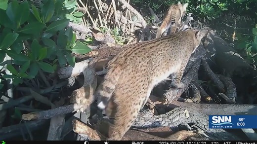 Rarely seen Bobcat activity caught on camera
