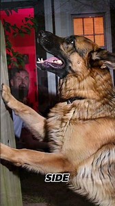 Badass Dog Names For German Shepherds