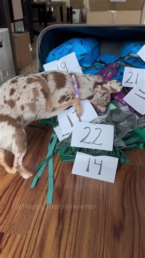 Discovering Dogs' Color Vision and Holiday Fun