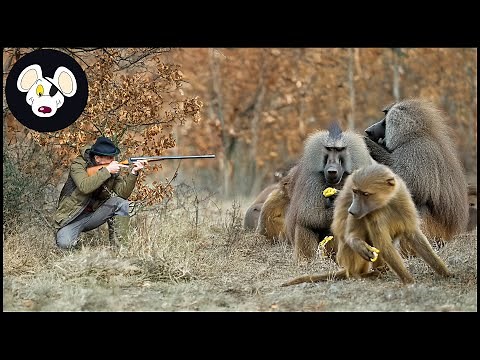 South Africa’s Baboon Hunt: The Challenges Hunters Face And Overcome