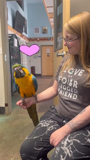 283 reactions | Not everyone can say their workplace is also a bird social club! At TGF, our staff get to bring their birdy companions along each day, giving them chances to meet new people—and sometimes new feathered friends. Today, Scooby, the blue and and gold macaw is being a little social parrot butterfly 列殺 | The Gabriel Foundation | Facebook