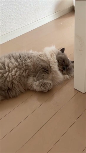 親バカのつぶやき#無防備#ネコ#ショート#にゃんまるにゃんにゃん