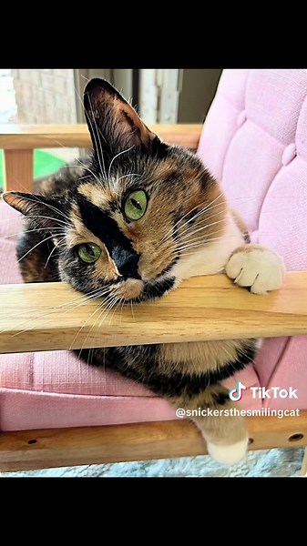 Snickers the Cat's Adorable Pink Chair Moments