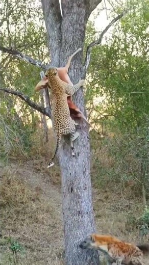 Leopard Hauls Kill Up Tree Before Hyena Strikes #hunting #wildlife