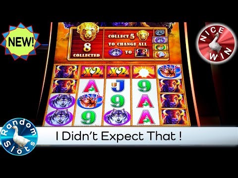 Buffalo Triple Power Class II Slot Machine Big Win Bonus