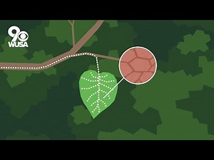 Why Leaves Change Color in the Fall | Weather 101