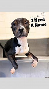 Help us name our sweet baby boy 💙 He’s made so much progress and is on his way to being ready for adoption! What would you name this darling dog? Post in the comments, like your faves, and we’ll choose the most fitting! | Monmouth County SPCA