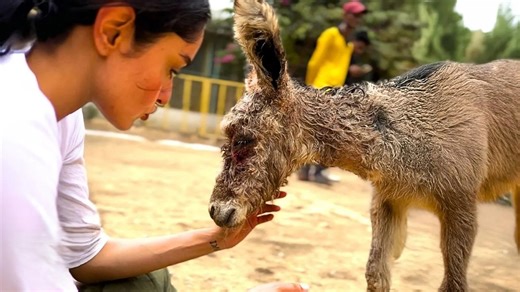 The donkey who never forgot the person who saved her
